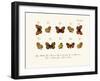 Butterflies, 1783-1806-null-Framed Giclee Print