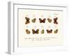 Butterflies, 1783-1806-null-Framed Giclee Print