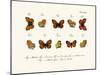 Butterflies, 1783-1806-null-Mounted Giclee Print