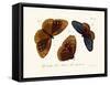 Butterflies, 1783-1806-null-Framed Stretched Canvas