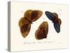 Butterflies, 1783-1806-null-Stretched Canvas