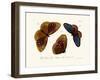 Butterflies, 1783-1806-null-Framed Giclee Print