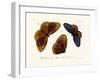 Butterflies, 1783-1806-null-Framed Giclee Print