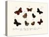 Butterflies, 1783-1806-null-Stretched Canvas