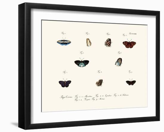 Butterflies, 1783-1806-null-Framed Giclee Print