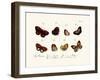 Butterflies, 1783-1806-null-Framed Giclee Print