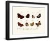 Butterflies, 1783-1806-null-Framed Giclee Print