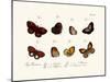 Butterflies, 1783-1806-null-Mounted Giclee Print