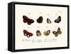 Butterflies, 1783-1806-null-Framed Stretched Canvas