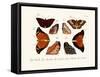 Butterflies, 1783-1806-null-Framed Stretched Canvas