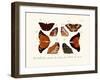 Butterflies, 1783-1806-null-Framed Giclee Print