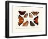 Butterflies, 1783-1806-null-Framed Giclee Print