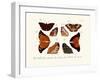 Butterflies, 1783-1806-null-Framed Giclee Print