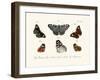 Butterflies, 1783-1806-null-Framed Giclee Print