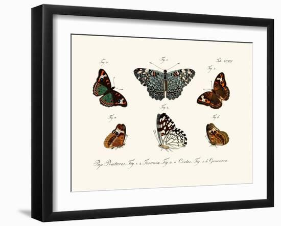 Butterflies, 1783-1806-null-Framed Giclee Print