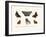 Butterflies, 1783-1806-null-Framed Giclee Print