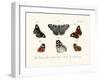 Butterflies, 1783-1806-null-Framed Giclee Print