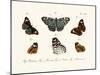 Butterflies, 1783-1806-null-Mounted Giclee Print