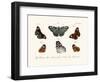 Butterflies, 1783-1806-null-Framed Giclee Print