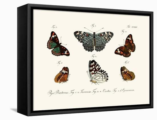 Butterflies, 1783-1806-null-Framed Stretched Canvas