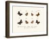 Butterflies, 1783-1806-null-Framed Giclee Print