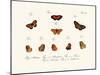 Butterflies, 1783-1806-null-Mounted Giclee Print