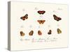 Butterflies, 1783-1806-null-Stretched Canvas