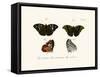 Butterflies, 1783-1806-null-Framed Stretched Canvas