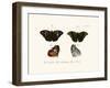 Butterflies, 1783-1806-null-Framed Giclee Print