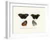 Butterflies, 1783-1806-null-Framed Giclee Print