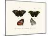 Butterflies, 1783-1806-null-Mounted Giclee Print