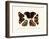 Butterflies, 1783-1806-null-Framed Giclee Print