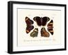 Butterflies, 1783-1806-null-Framed Giclee Print