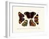 Butterflies, 1783-1806-null-Framed Giclee Print