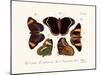 Butterflies, 1783-1806-null-Mounted Giclee Print