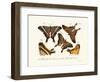 Butterflies, 1783-1806-null-Framed Giclee Print