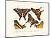 Butterflies, 1783-1806-null-Mounted Giclee Print