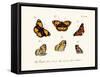 Butterflies, 1783-1806-null-Framed Stretched Canvas