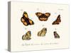 Butterflies, 1783-1806-null-Stretched Canvas