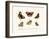 Butterflies, 1783-1806-null-Framed Giclee Print