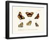 Butterflies, 1783-1806-null-Framed Giclee Print