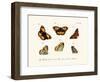 Butterflies, 1783-1806-null-Framed Giclee Print