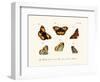 Butterflies, 1783-1806-null-Framed Giclee Print