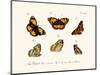 Butterflies, 1783-1806-null-Mounted Giclee Print