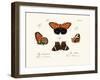 Butterflies, 1783-1806-null-Framed Giclee Print