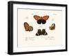 Butterflies, 1783-1806-null-Framed Giclee Print