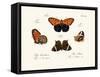 Butterflies, 1783-1806-null-Framed Stretched Canvas