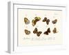 Butterflies, 1783-1806-null-Framed Giclee Print