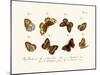 Butterflies, 1783-1806-null-Mounted Giclee Print