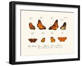 Butterflies, 1783-1806-null-Framed Giclee Print